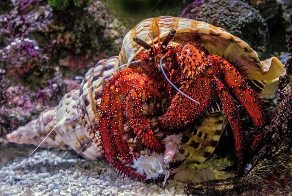 How to clean your hermit crab's habitat