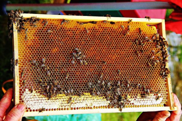 How to clean bee frames for a healthier hive