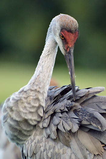 How to clean a sandhill crane for safe consumption