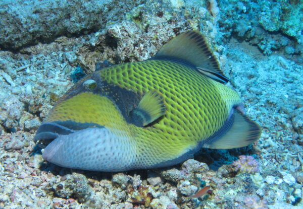 How to clean a triggerfish for consumption