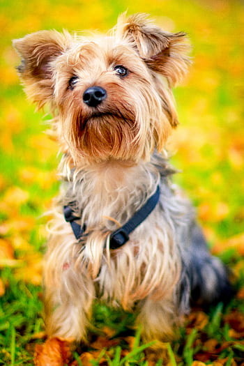 How to clean your yorkie's ears